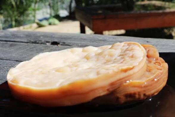 Kombucha Scoby….Live Culture or Freeze Dried.